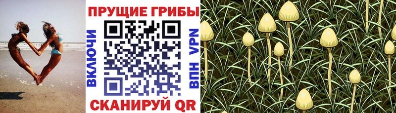 Галлюциногенные грибы GOLDEN TEACHER  Кстово 